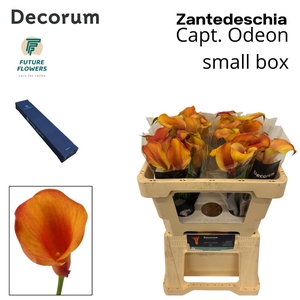 ZANT CAPT ODEON SMALL BOX 50 CM 20 ST.