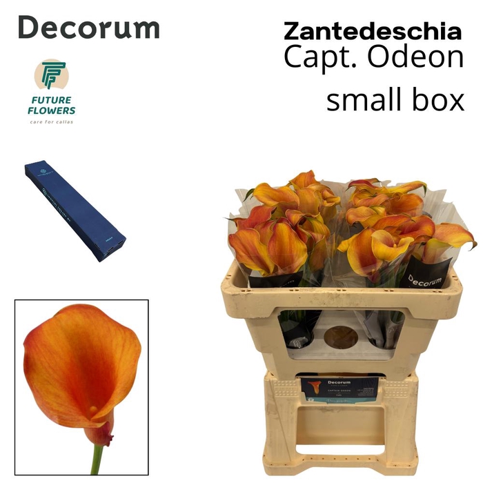 <h4>ZANT CAPT ODEON SMALL BOX 50 CM 40 ST.</h4>