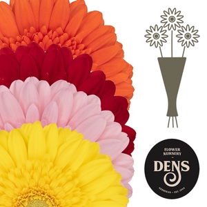 Germini Mix 4 kleuren per kaart Water