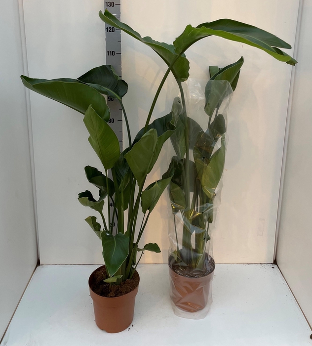 <h4>STRELITZIA NICOLAI</h4>