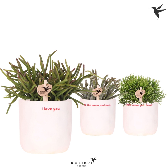 <h4>Kolibri Greens Rhipsalis mix in Love pot mix</h4>