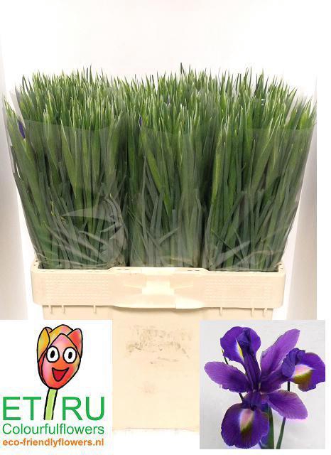 <h4>IRIS BLUE MAGIC</h4>