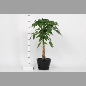 PACHIRA AQUATICA