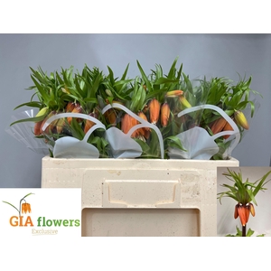 FRIT IM RUBRA MAXIMA