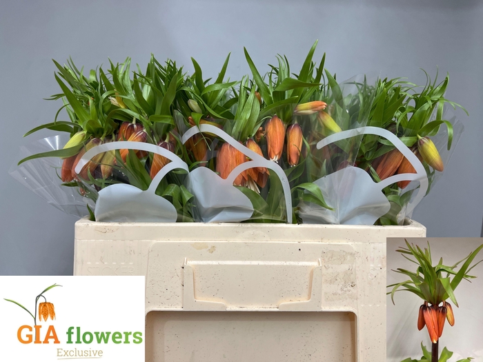 <h4>FRIT IM RUBRA MAXIMA</h4>