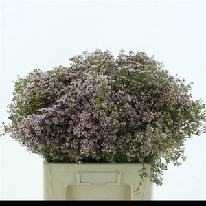 CHAME UN ORCHID