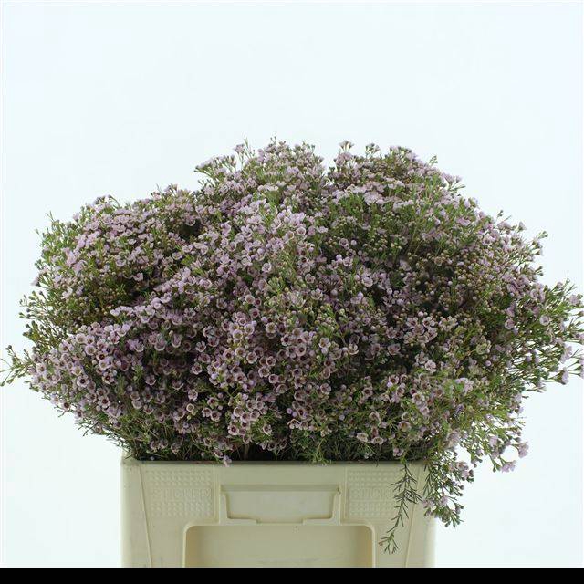 <h4>CHAME UN ORCHID</h4>