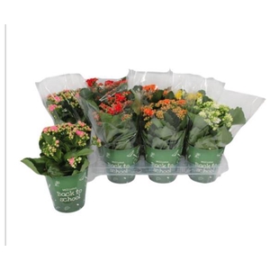 KALAN CALAN MIX TISENTO P12