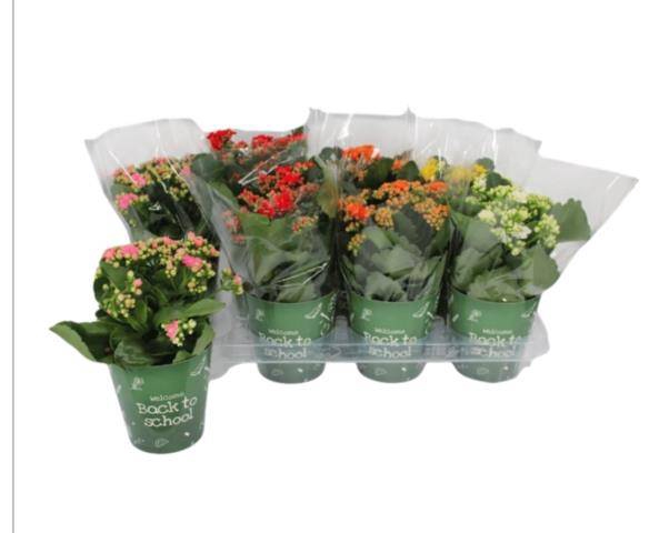 <h4>KALAN CALAN MIX TISENTO P12</h4>