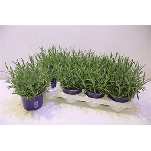 arr8 Lavan An Hidcote