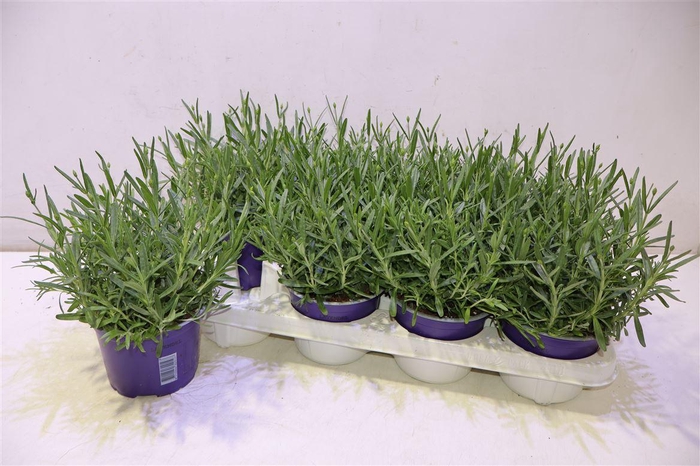 <h4>Lavan An Hidcote</h4>