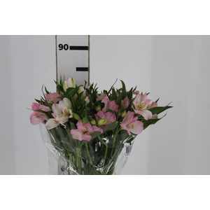 ALSTROEMERIA DUBAI 080 CM