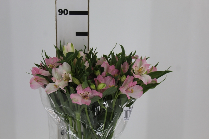 <h4>ALSTROEMERIA DUBAI 080 CM</h4>