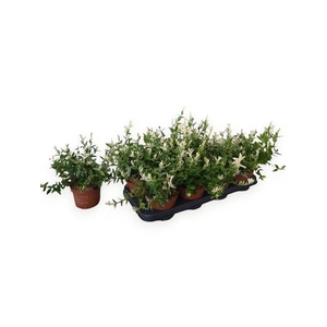 EUONYMUS FO HARLEQUI
