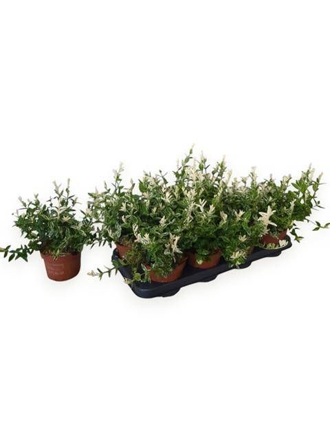 <h4>EUONYMUS FO HARLEQUI</h4>