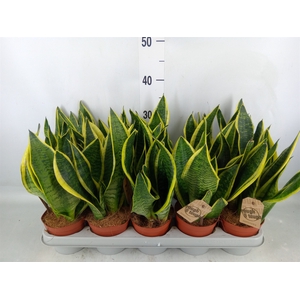 Sansevieria trifa. 'Futura Superba'