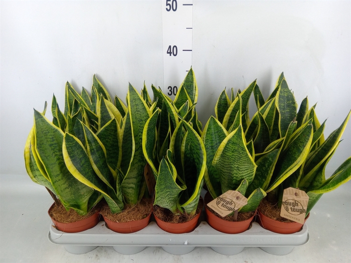 <h4>Sansevieria trifa. 'Futura Superba'</h4>