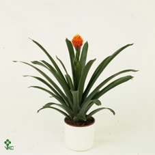 GUZM CONIFERA