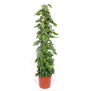 Epipremnum pinnatum mossto
