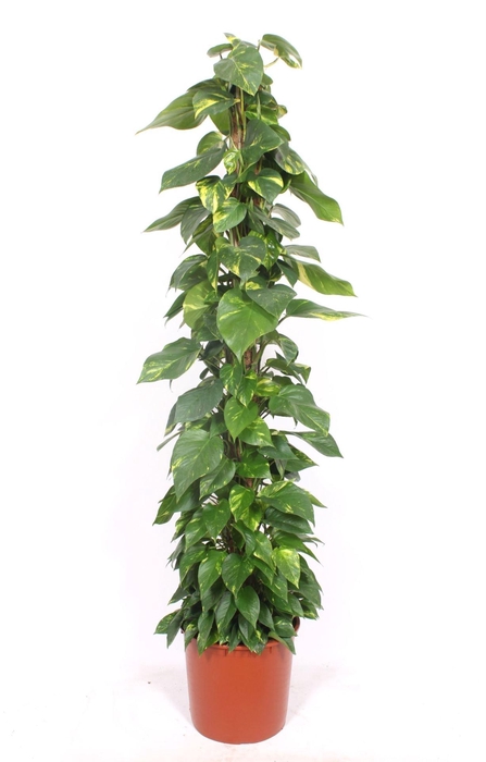<h4>Epipremnum pinnatum mossto</h4>