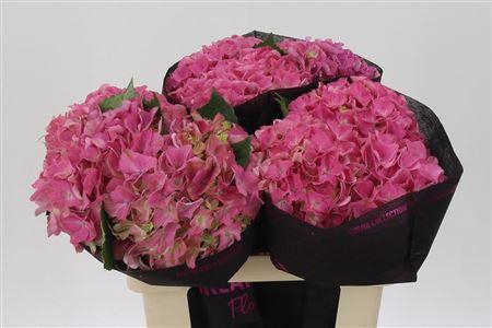 <h4>Hydr M Scarlet Pink</h4>