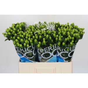 Hypericum Coco Bamboo