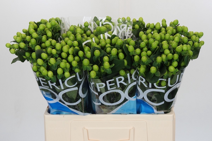 <h4>Hypericum Coco Bamboo</h4>