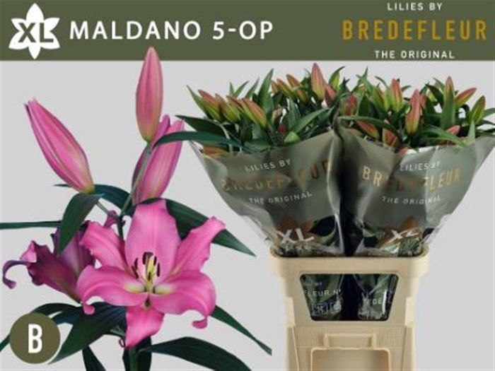 <h4>Li Ot Maldano 5+</h4>