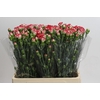 Dianthus Sp Minuetto