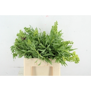 FRIT IVORY BELLS ARTISTIEK