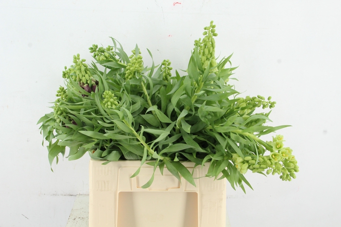 <h4>FRIT IVORY BELLS ARTISTIEK</h4>