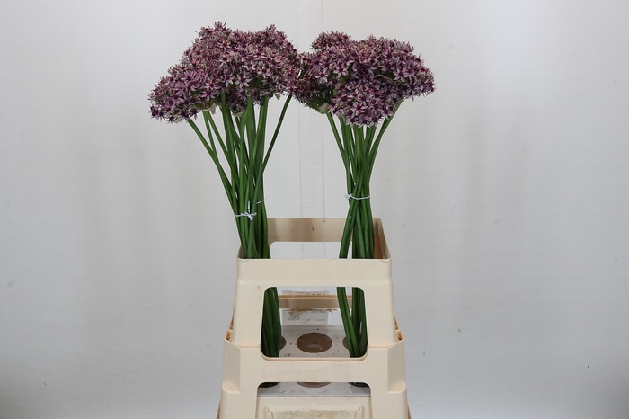 <h4>Allium Silverspring</h4>