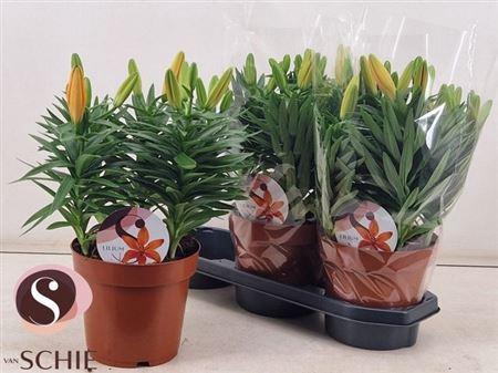 <h4>Lil As Orange Matrix 5pp</h4>