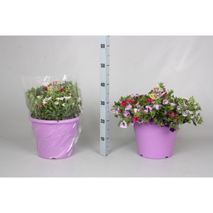 CALIB MINIF GEM POT