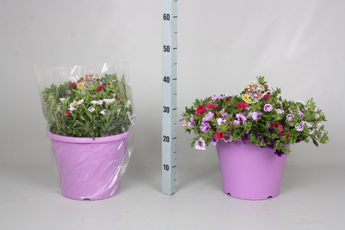 <h4>CALIB MINIF GEM POT</h4>