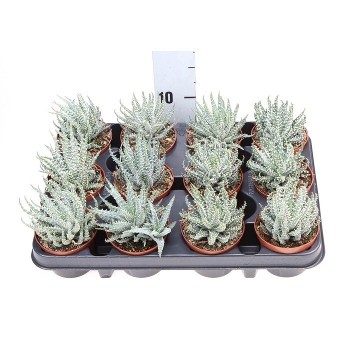 <h4>Aloe humilis</h4>
