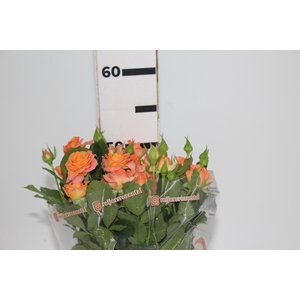 ROSA SPRAY CORAL BUBBLES 050 CM