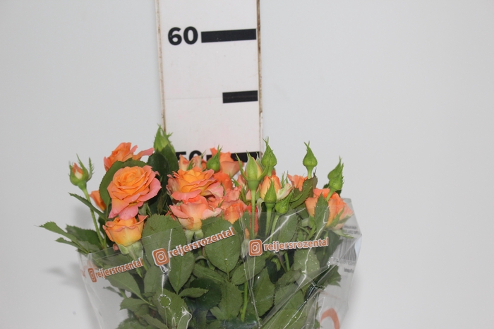 <h4>ROSA SPRAY CORAL BUBBLES 050 CM</h4>