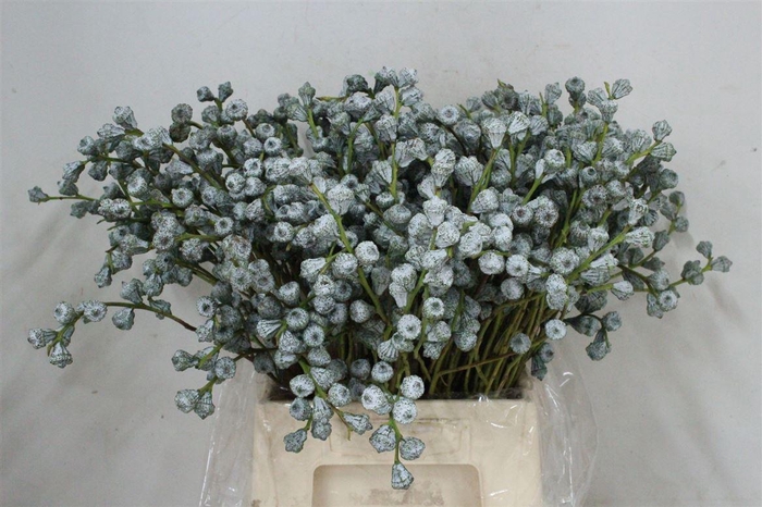 <h4>Euca Boule 250gr P Bunch</h4>