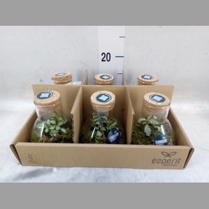 Arr.    Planten  L%