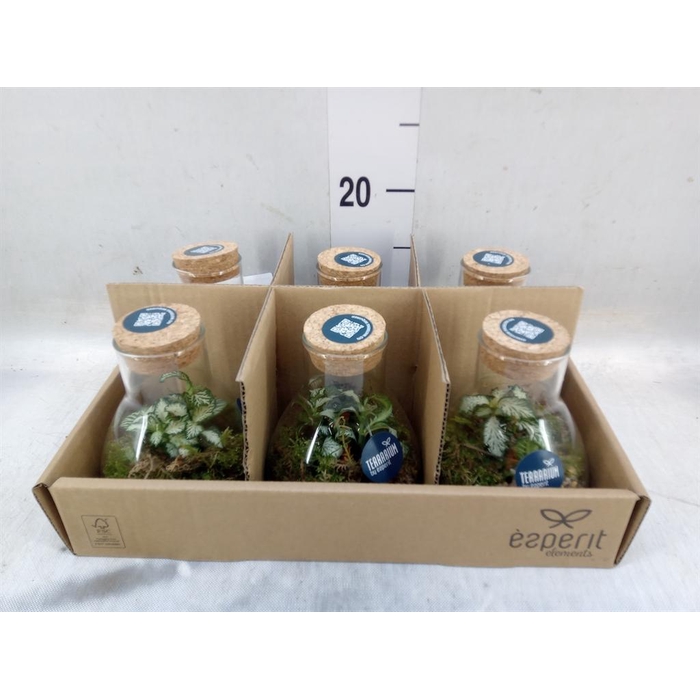 <h4>Arr.    Planten  L%</h4>