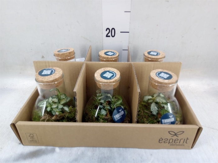 <h4>Arr.    Planten  L%</h4>