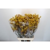 Anigozanthos Gold Fever