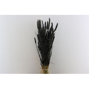 Dried Triticum X5 Black Bunch