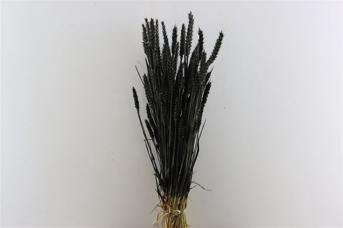 <h4>Dried Triticum X5 Black Bunch</h4>