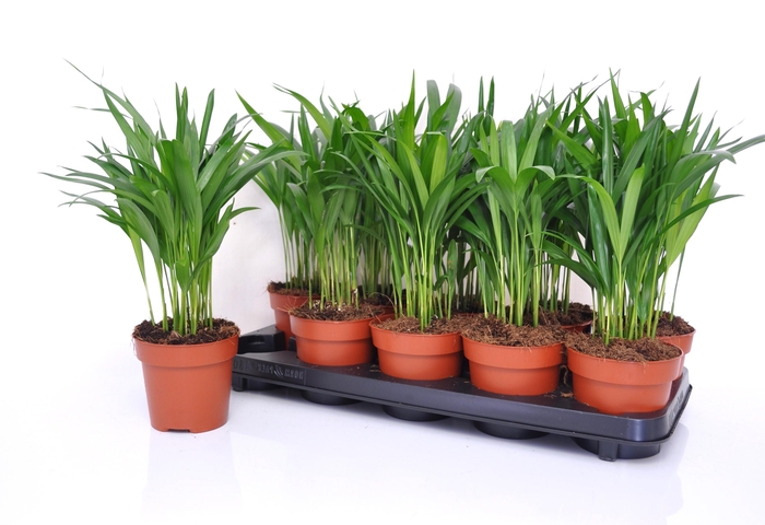 <h4>DYPSIS LUTESCENS</h4>