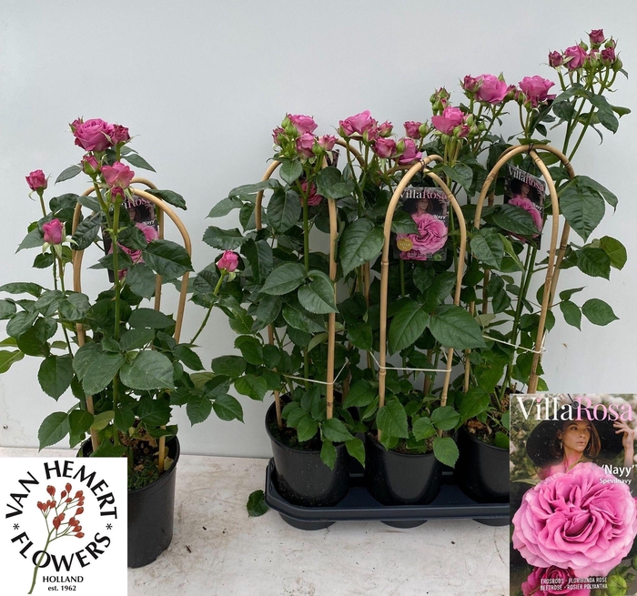 <h4>ROSA FL VR NAVY</h4>