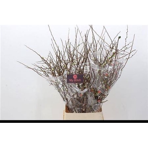 T Chaenomeles Superba Ex 110cm