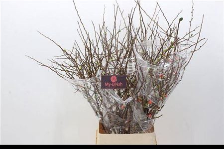 <h4>T Chaenomeles Superba Ex 110cm</h4>