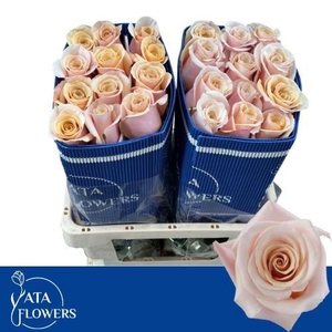 R Gr Mother Of Pearl